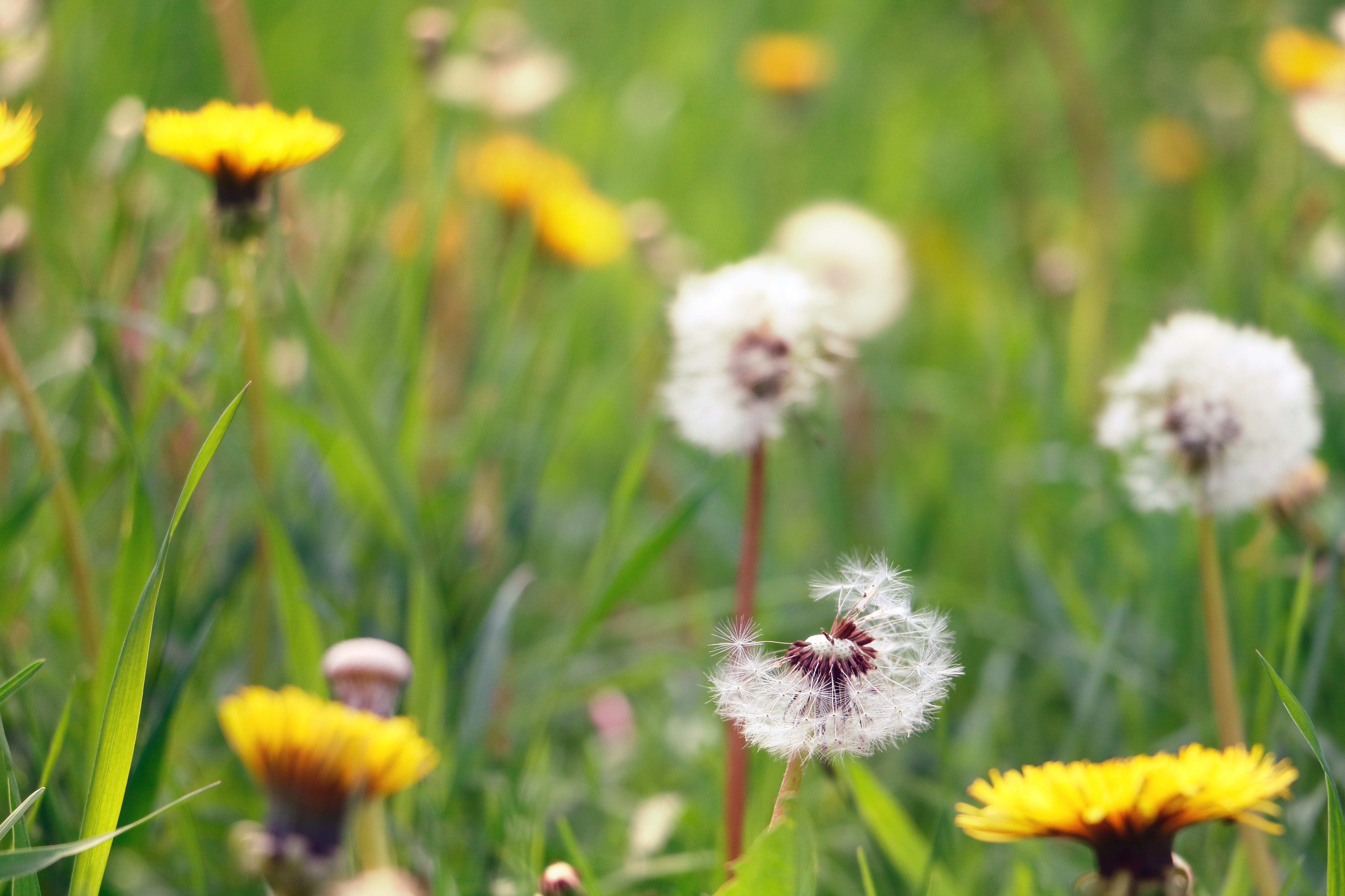 dandelions in a meadow close-up